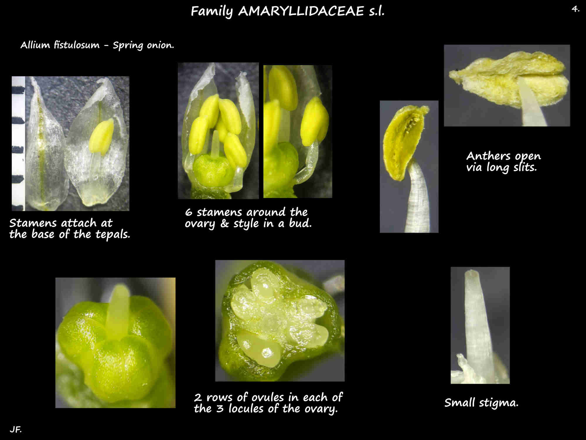 4 Allium fistulosum stamens, ovary & ovules