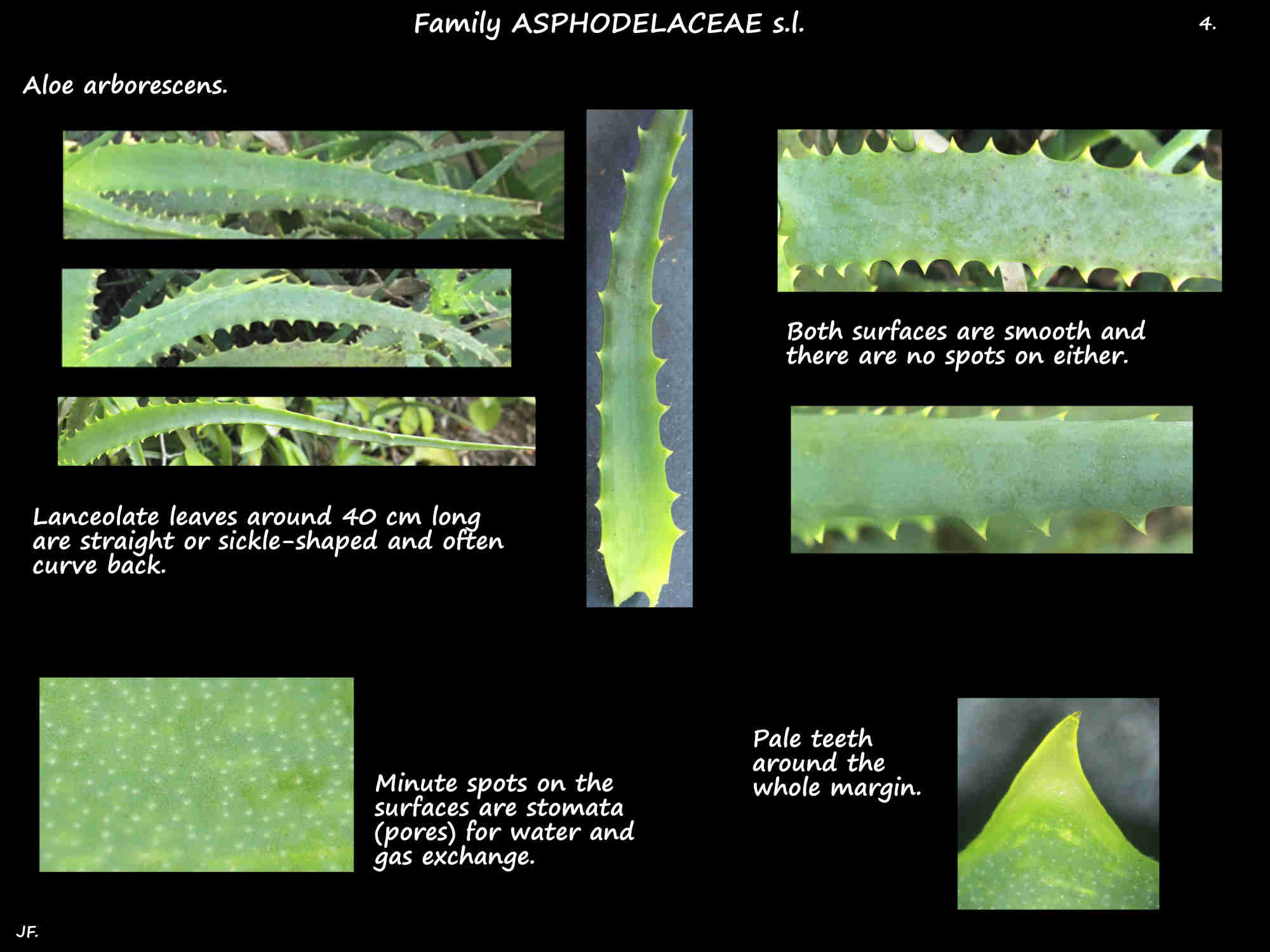 4 Aloe arborescens leaves with teeth & no spots
