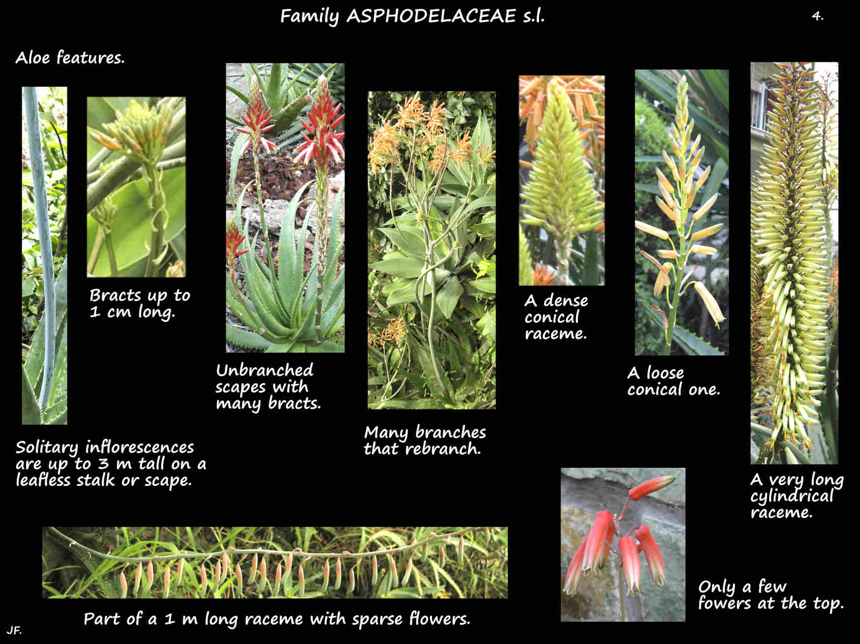 4 Aloe inflorescences