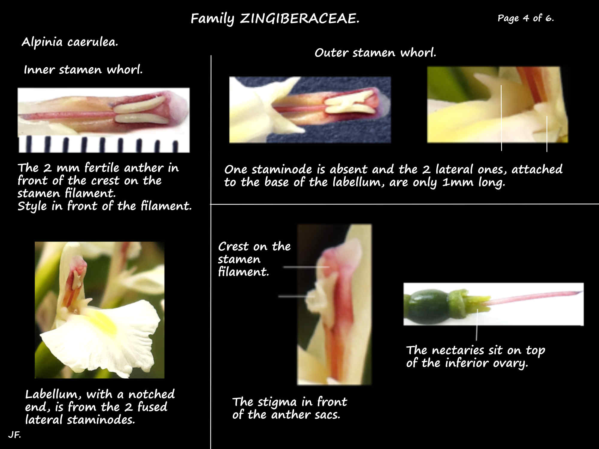 4 Alpinia caerulea stamens, staminodes & nectary