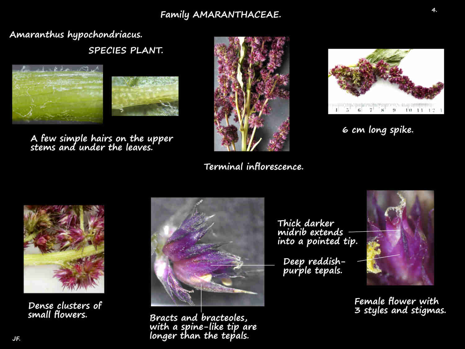 4 Amaranthus hypochondriacus species flowers