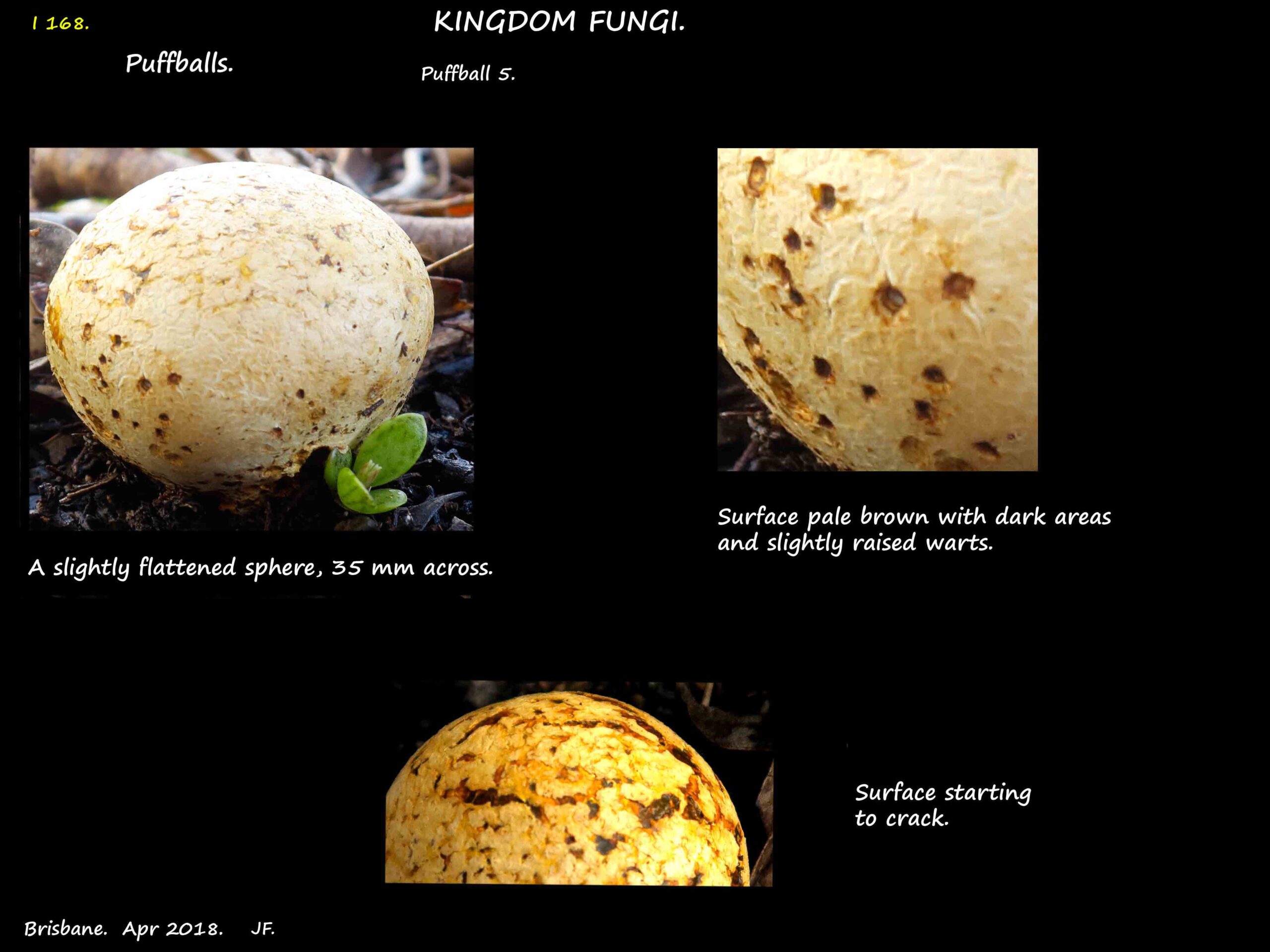 4 An almost spherical puffball with brown markings