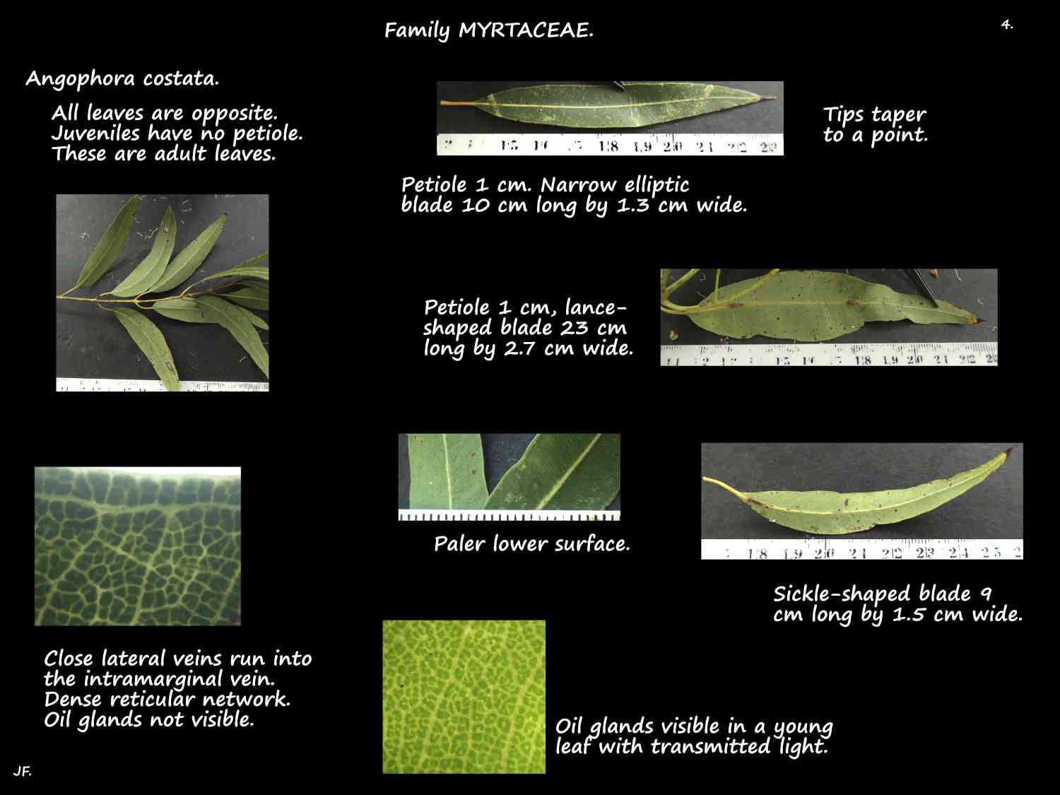 4 Angophora costata leaves