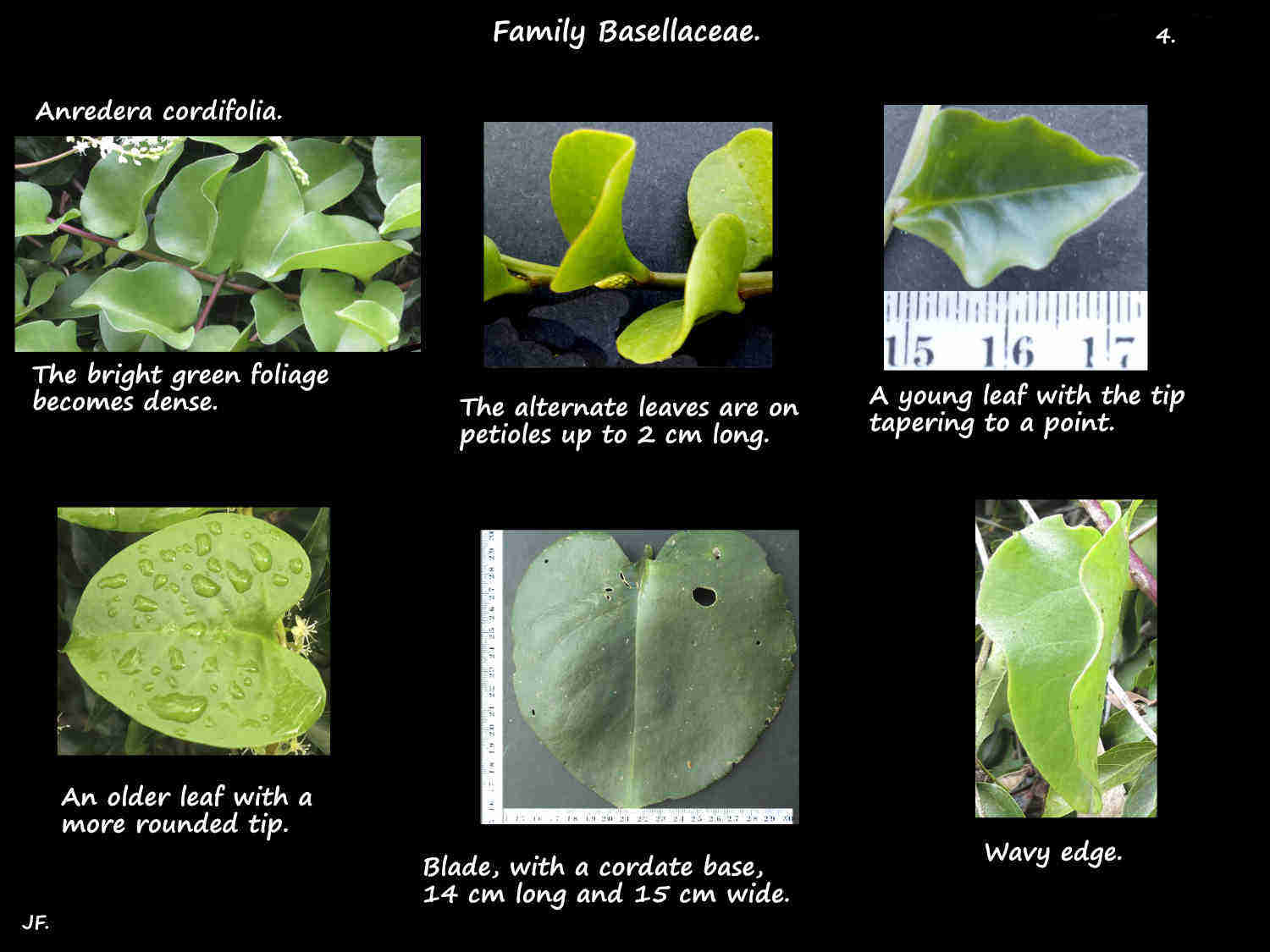 4 Anredera cordifolia leaves