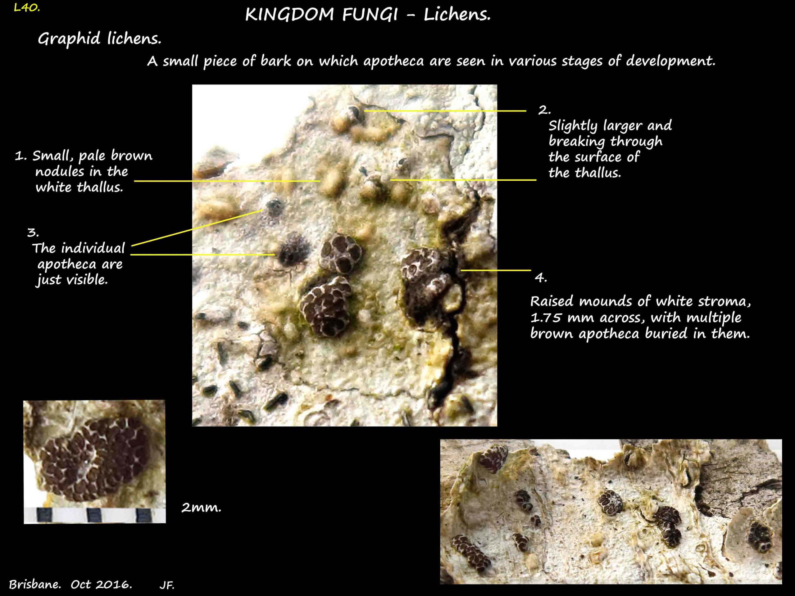4 The development of apotheca in a graphid lichen