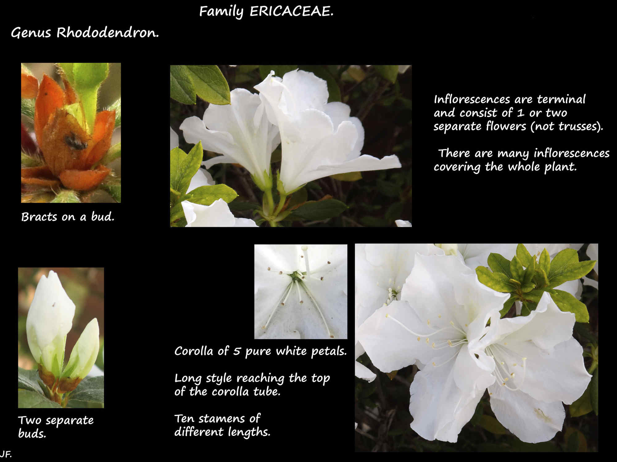 4 Azalea inflorescences