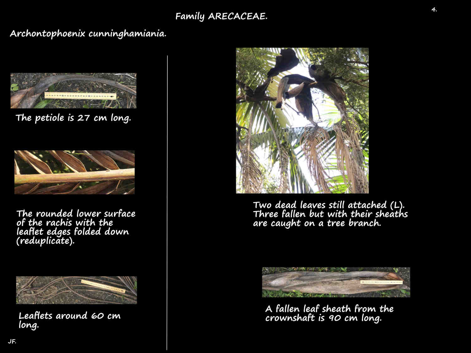 4 Bangalow palm leaves