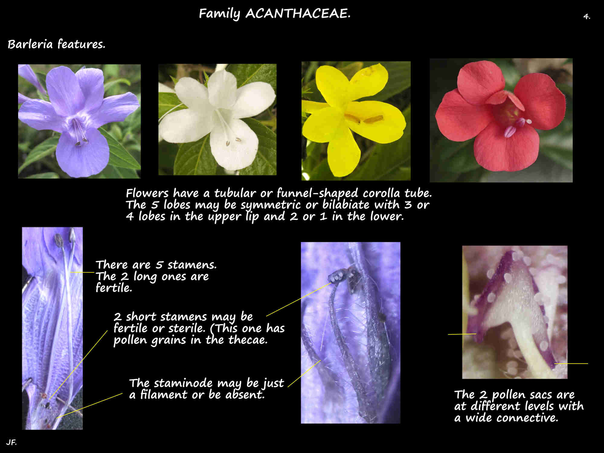 4 Barleria flowers & stamens