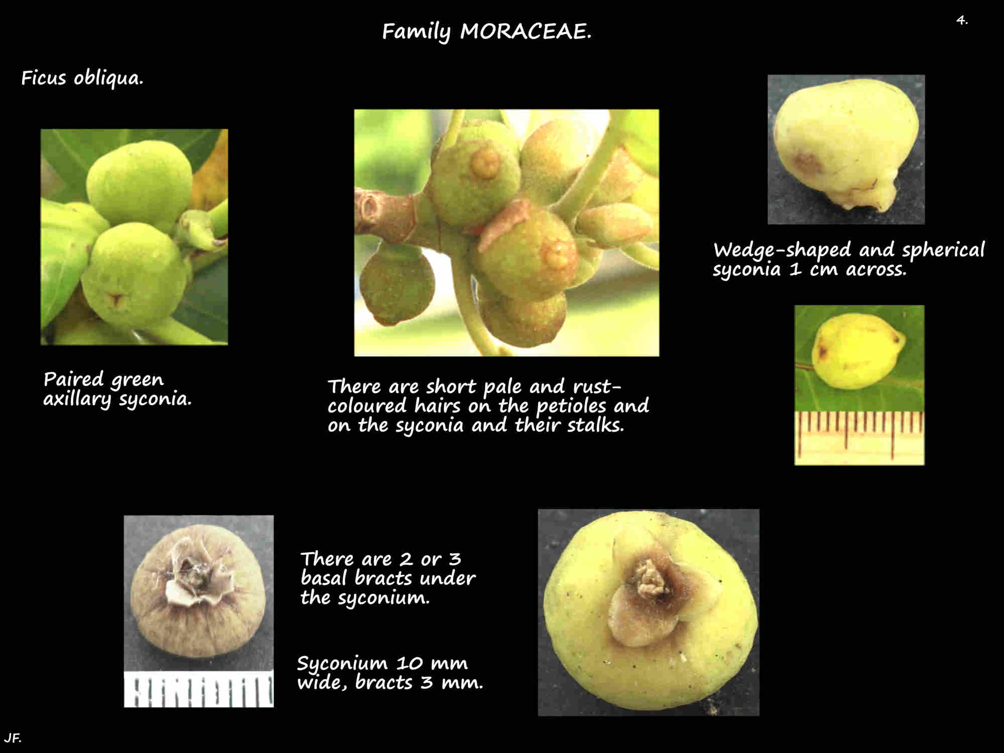 4 Basal bracts on Ficus obliqua syconia
