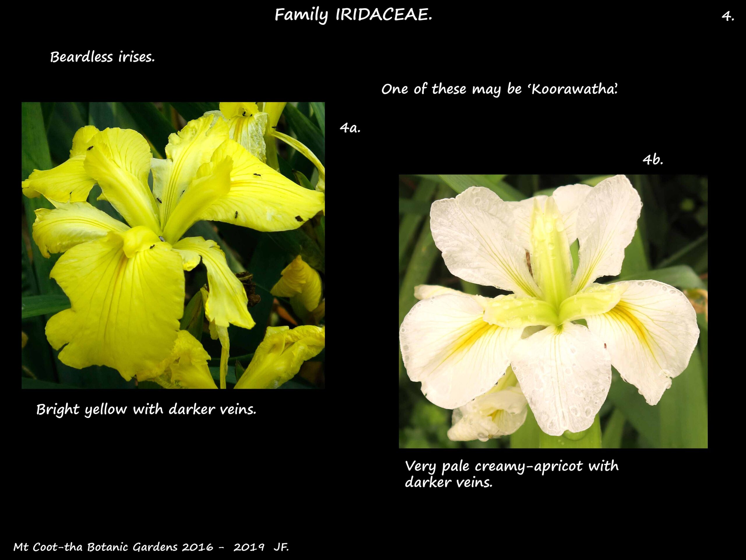 4 Beardless irises 4