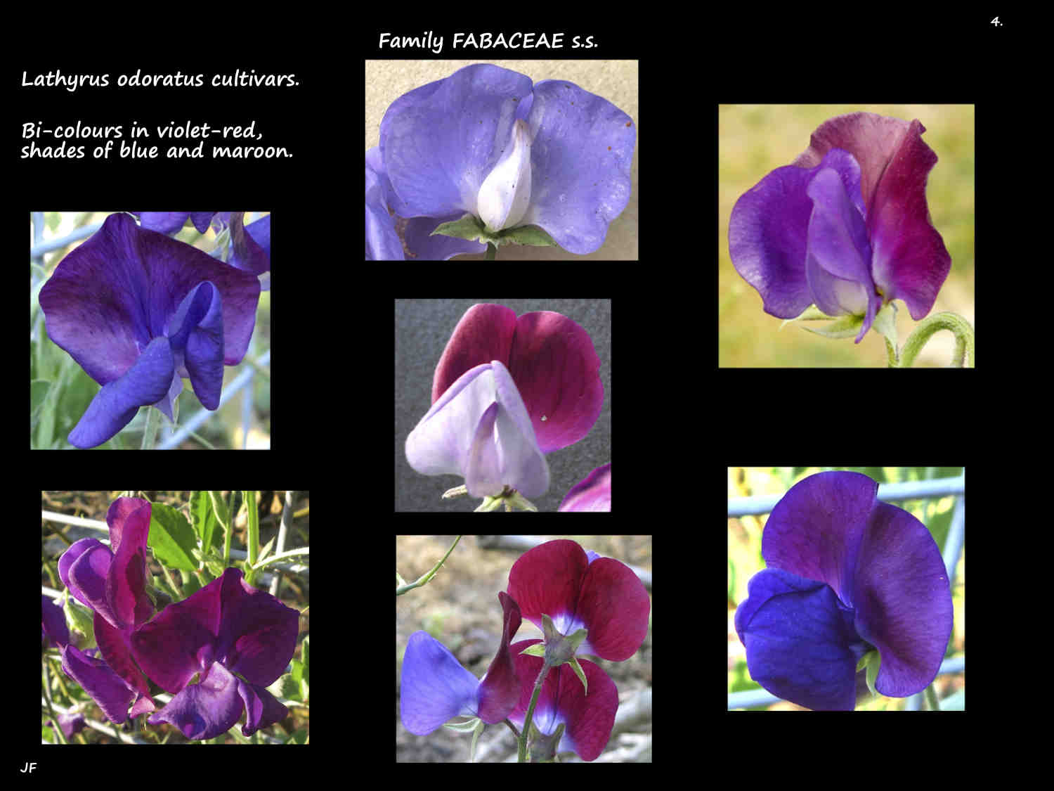 4 Bi-colour Lathyrus cultivars in maroon, blue & violet-red