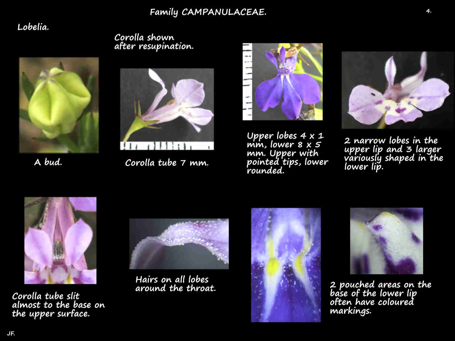 4 Bi-labiate corolla of Lobelia flowers
