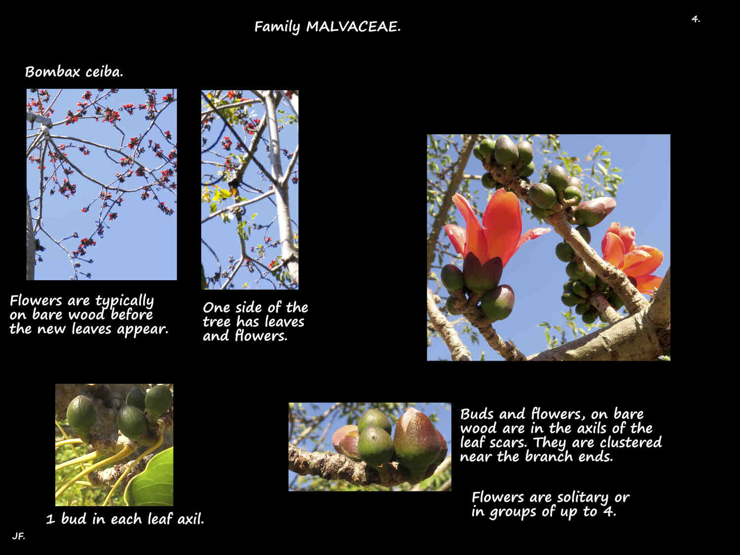 4 Bombax ceiba inflorescences