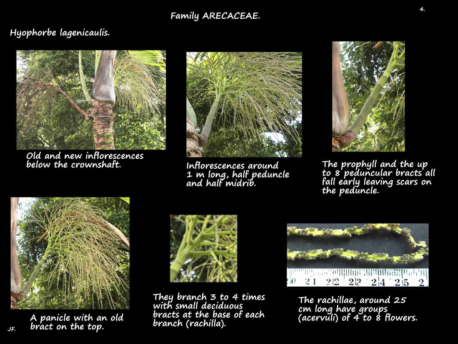 4 Bottle palm inflorescences