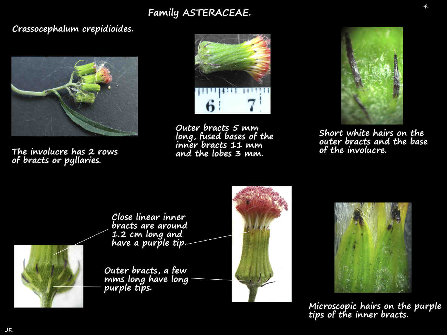 4 Bracts in Crassocephalum crepidioides involucres