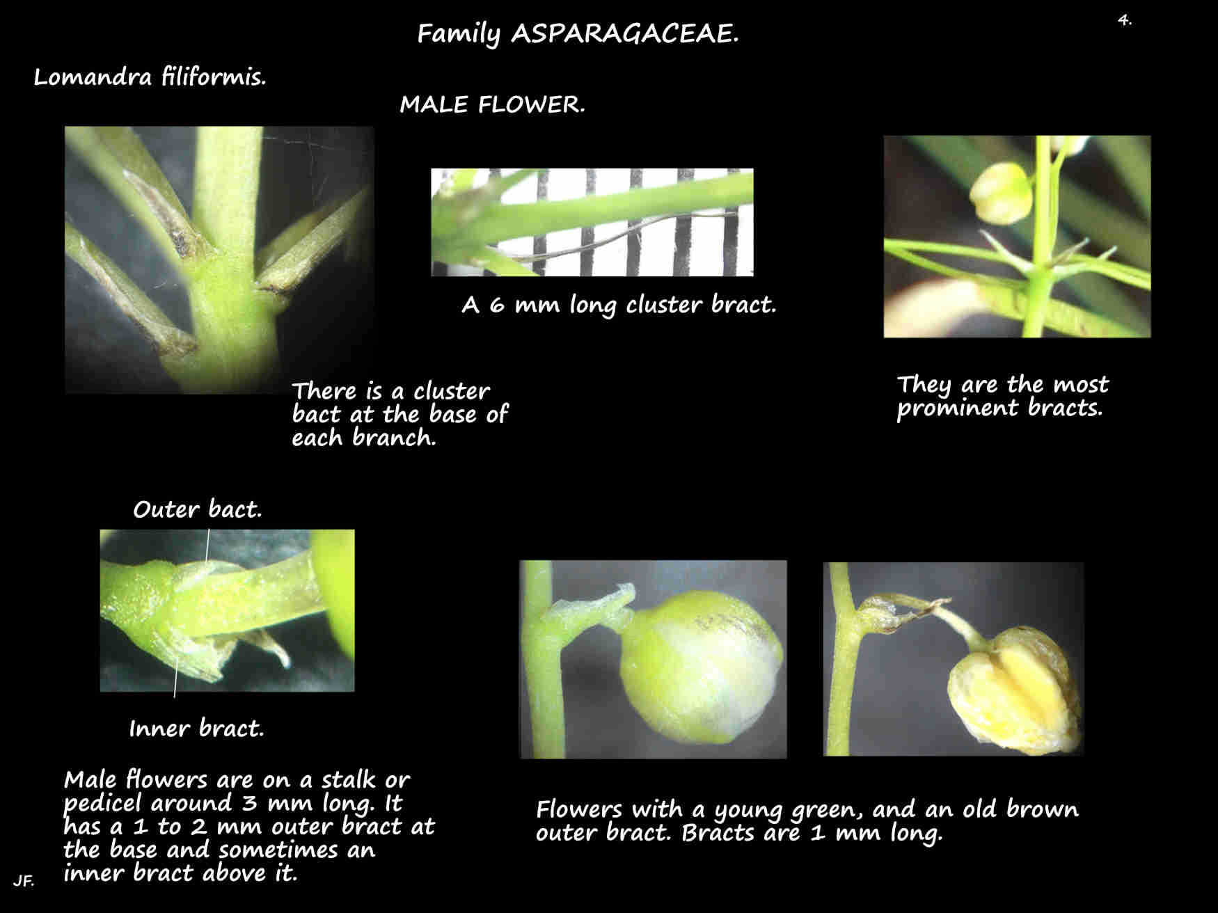 4 Bracts in Lomandra filiformis inflorescences
