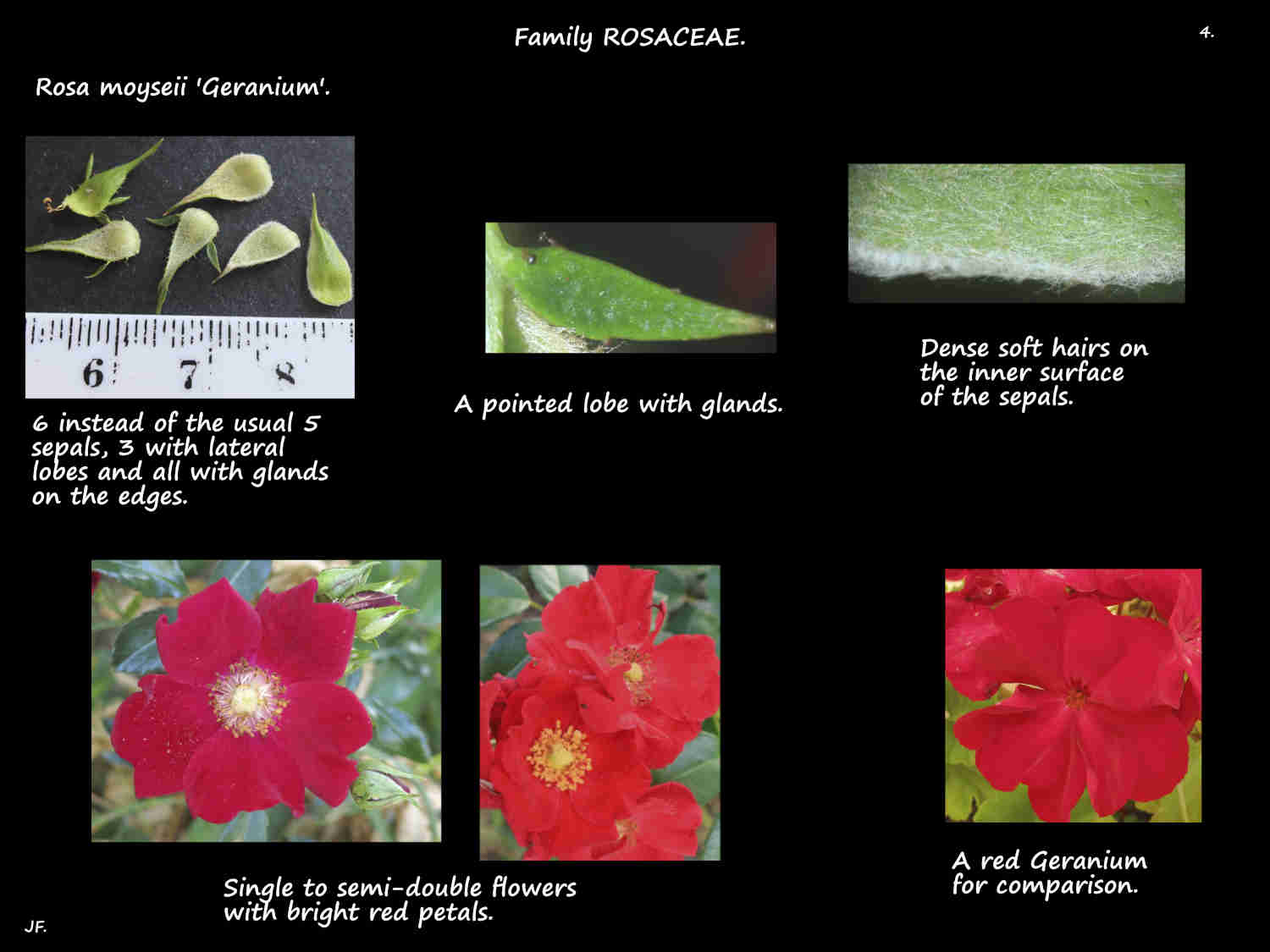 4 Bright red Rosa moyseii 'Geranium' flowers