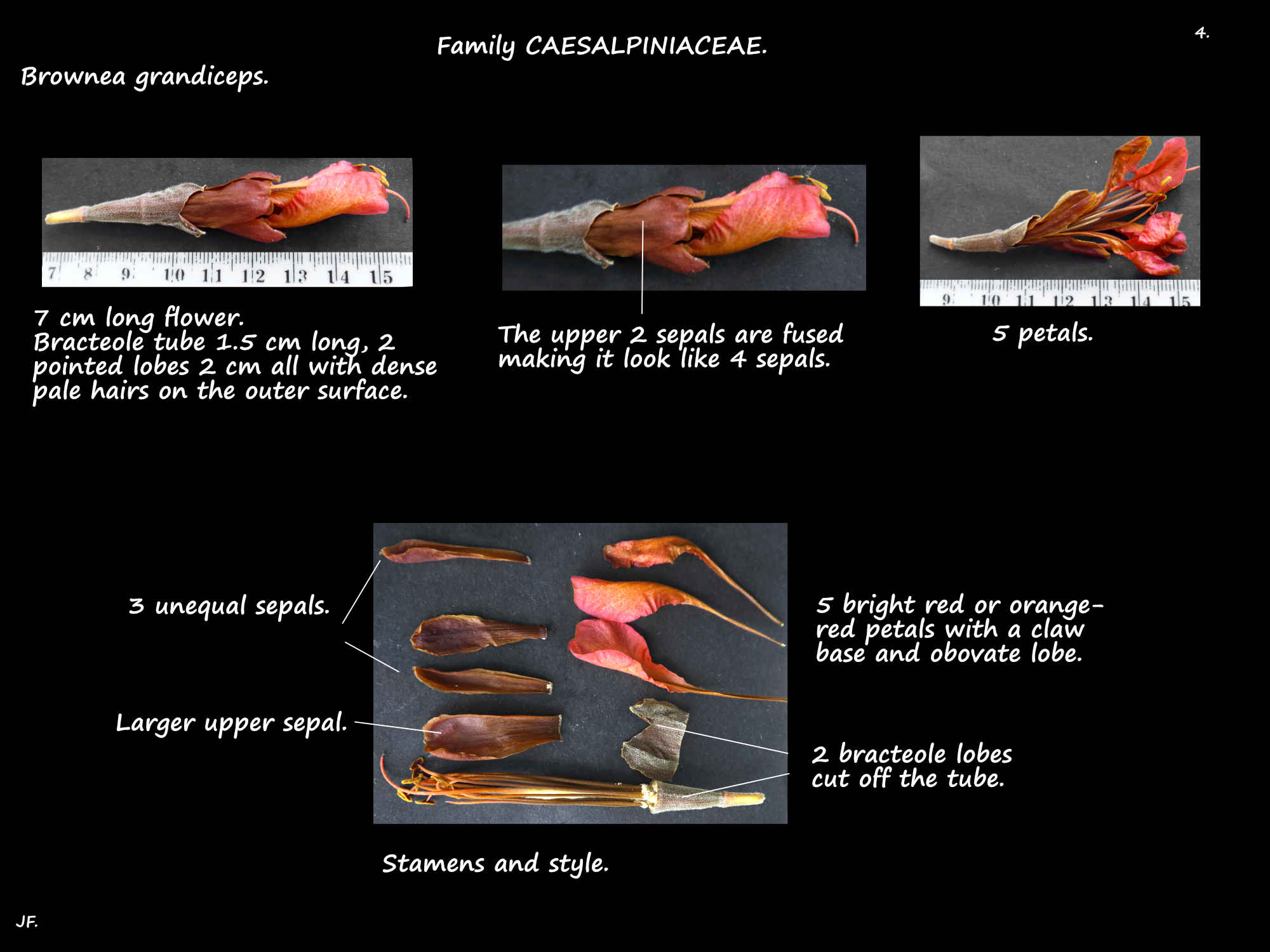 4 Brownea grandiceps sepals & petals
