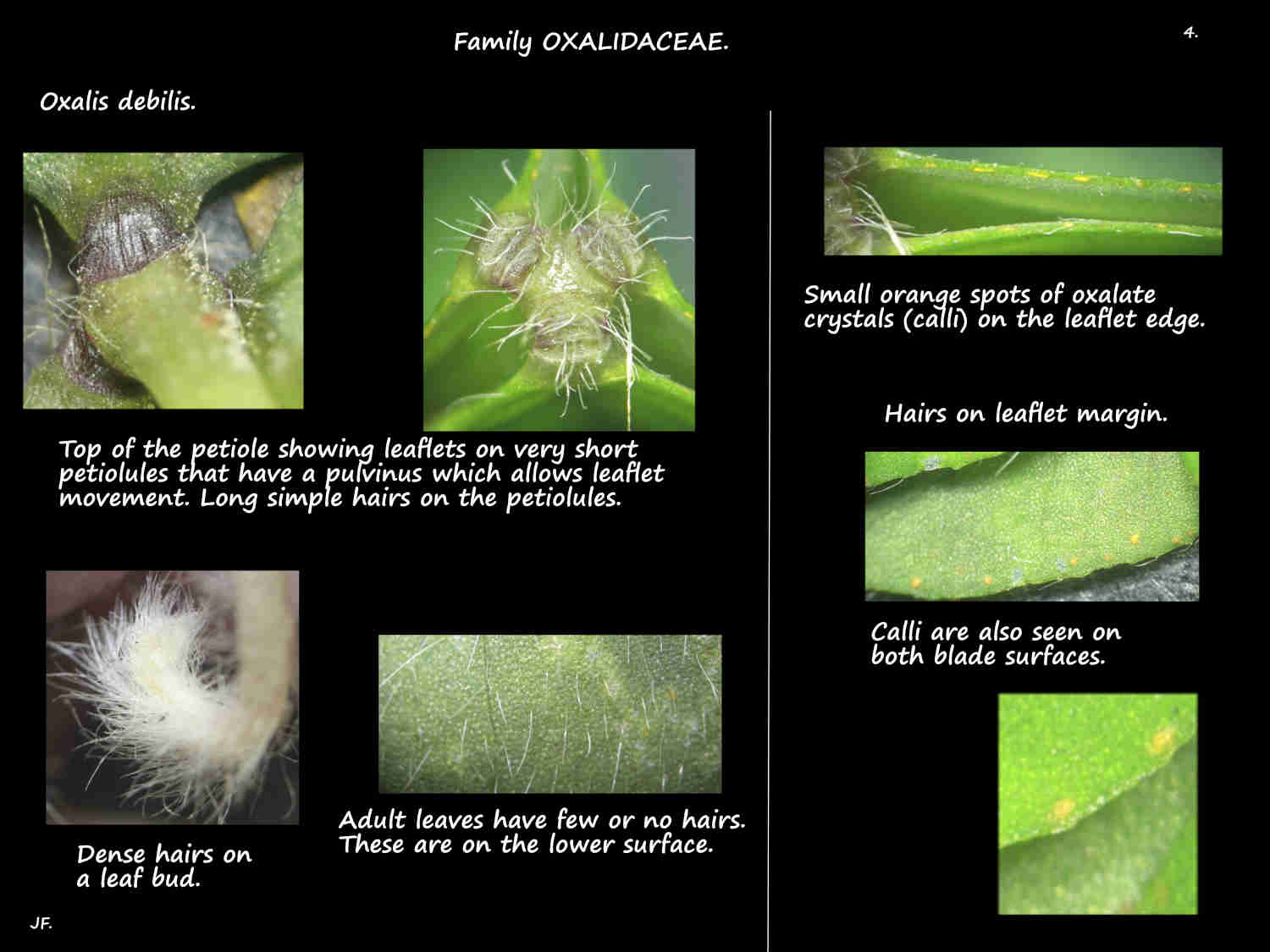 4 Calli & hairs on Oxalis debilis leaves