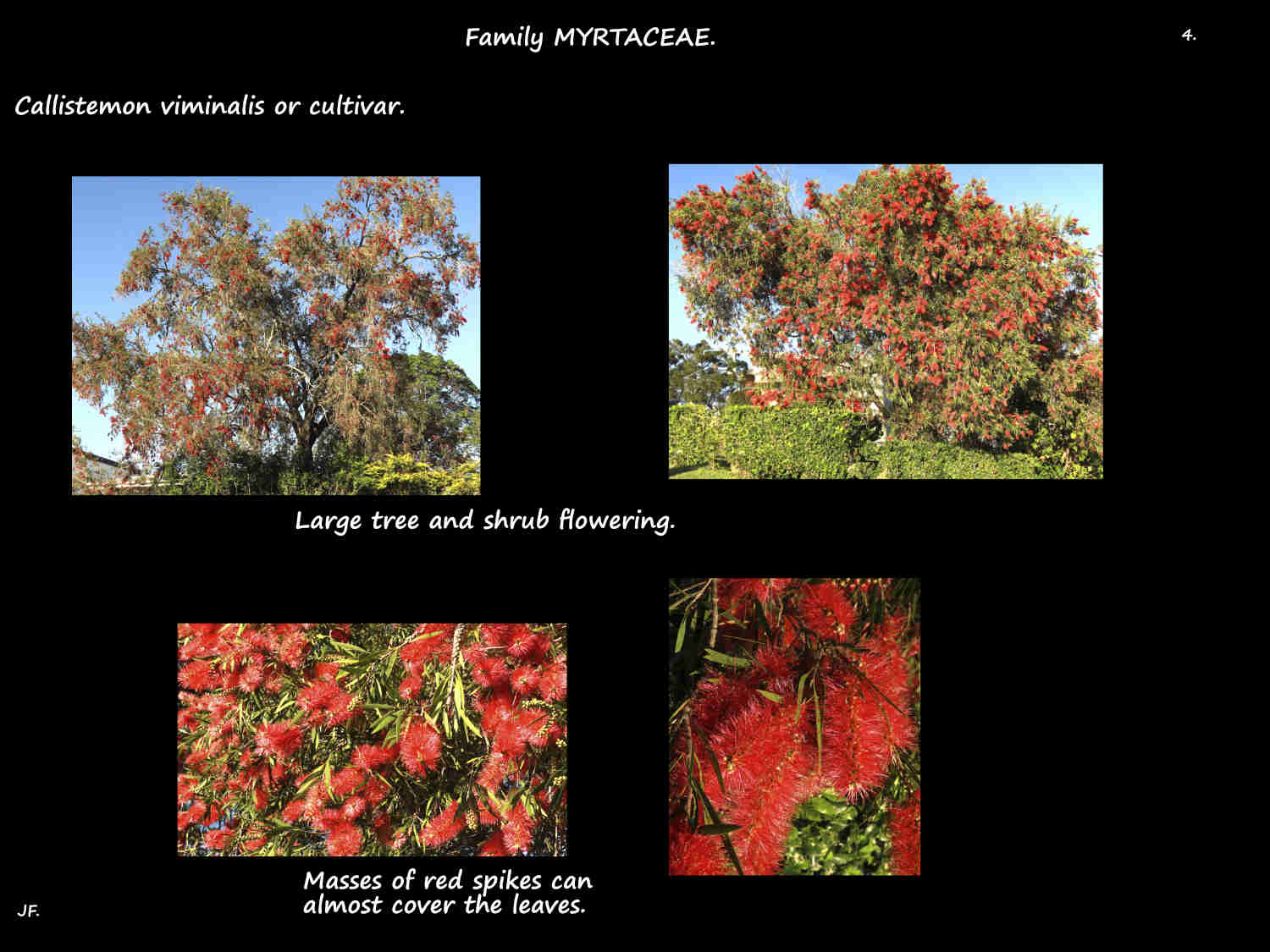 4 Callistemon viminalis in flower