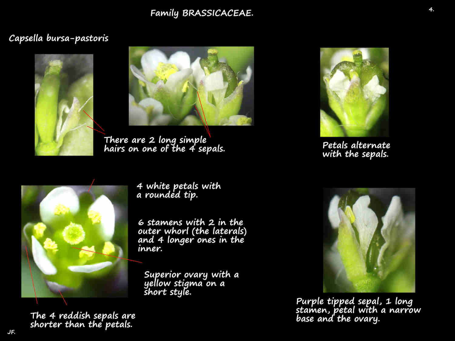 4 Capsella bursa-pastoris sepal hairs & petals