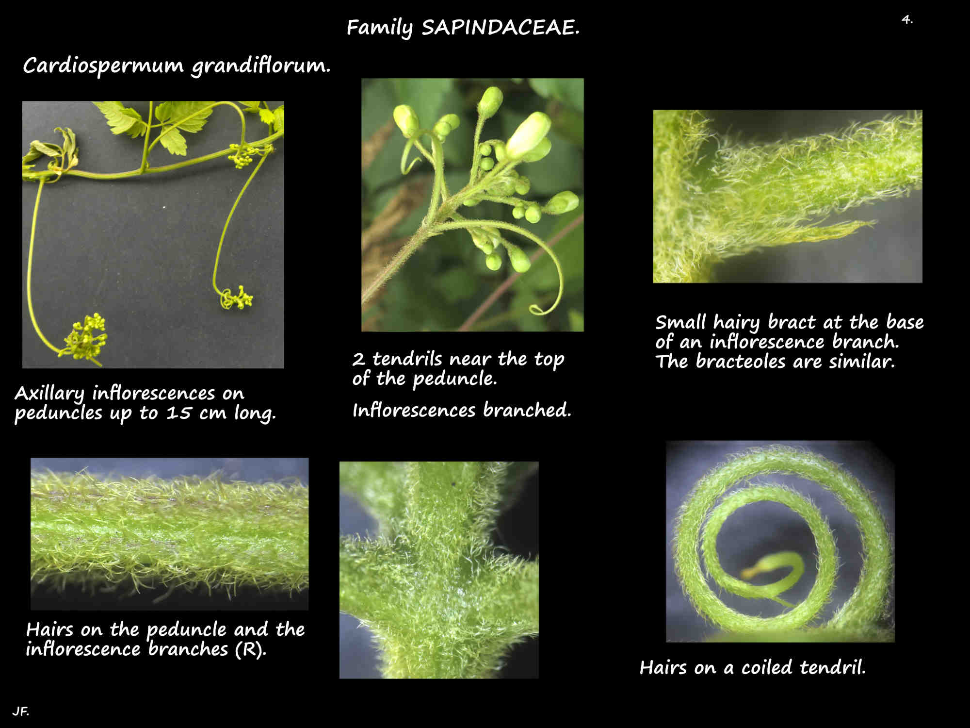 4 Cardiospermum grandiflorum inflorescences & tendril