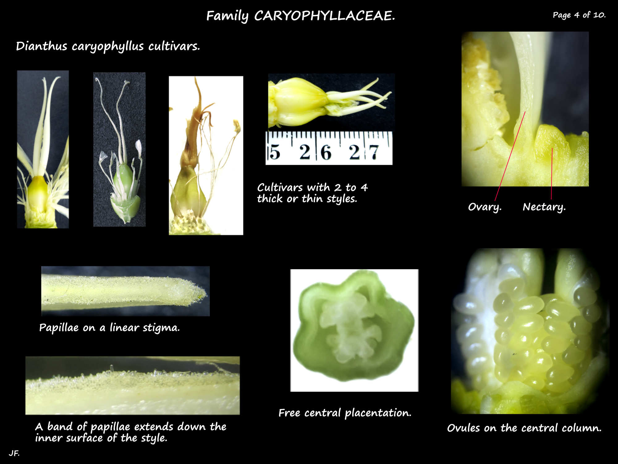 4 Carnation ovary, stigma & nectaries