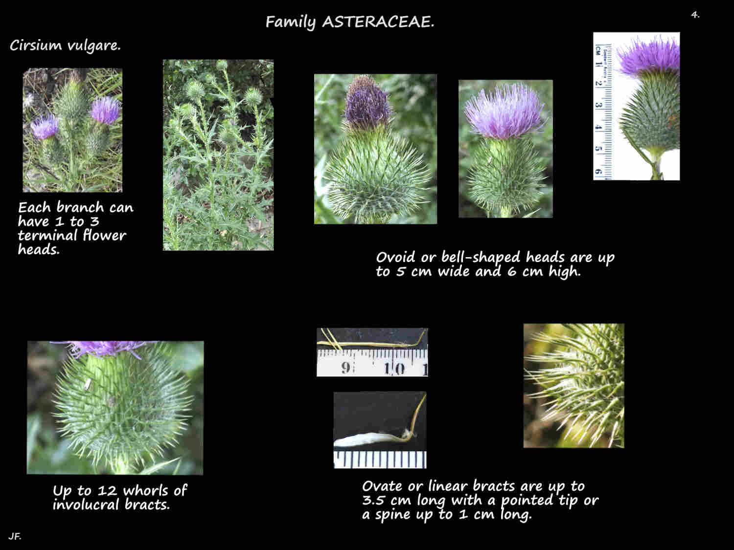 4 Cirsium vulgare flower headsd & involucre