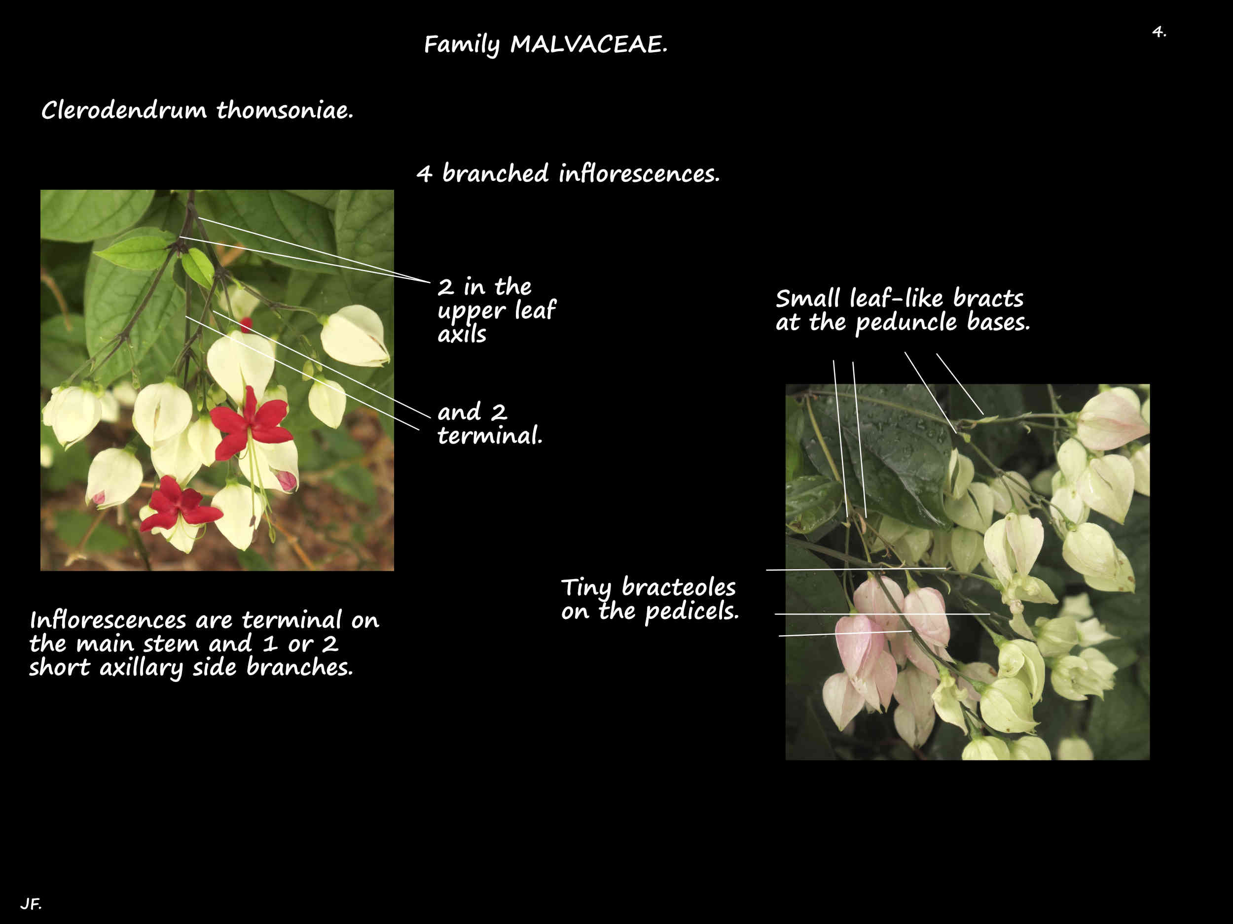 4 Clerodendrum thomsoniae inflorescences