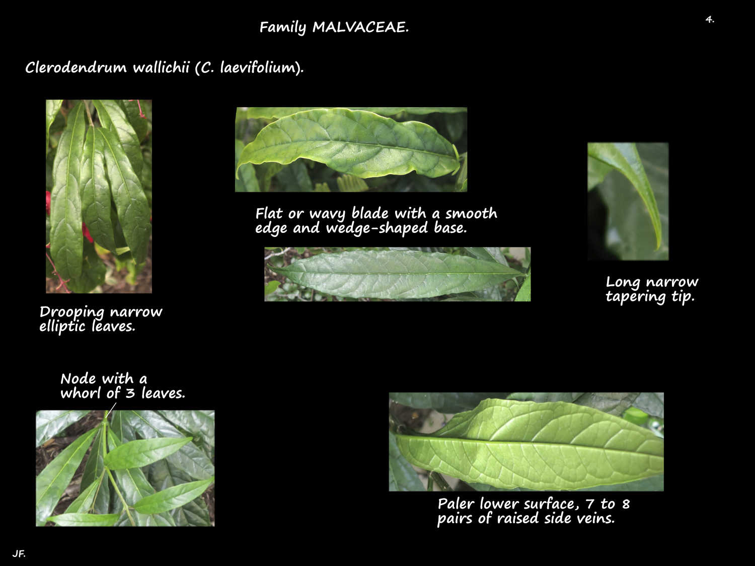 4 Clerodendrum wallichii leaf features