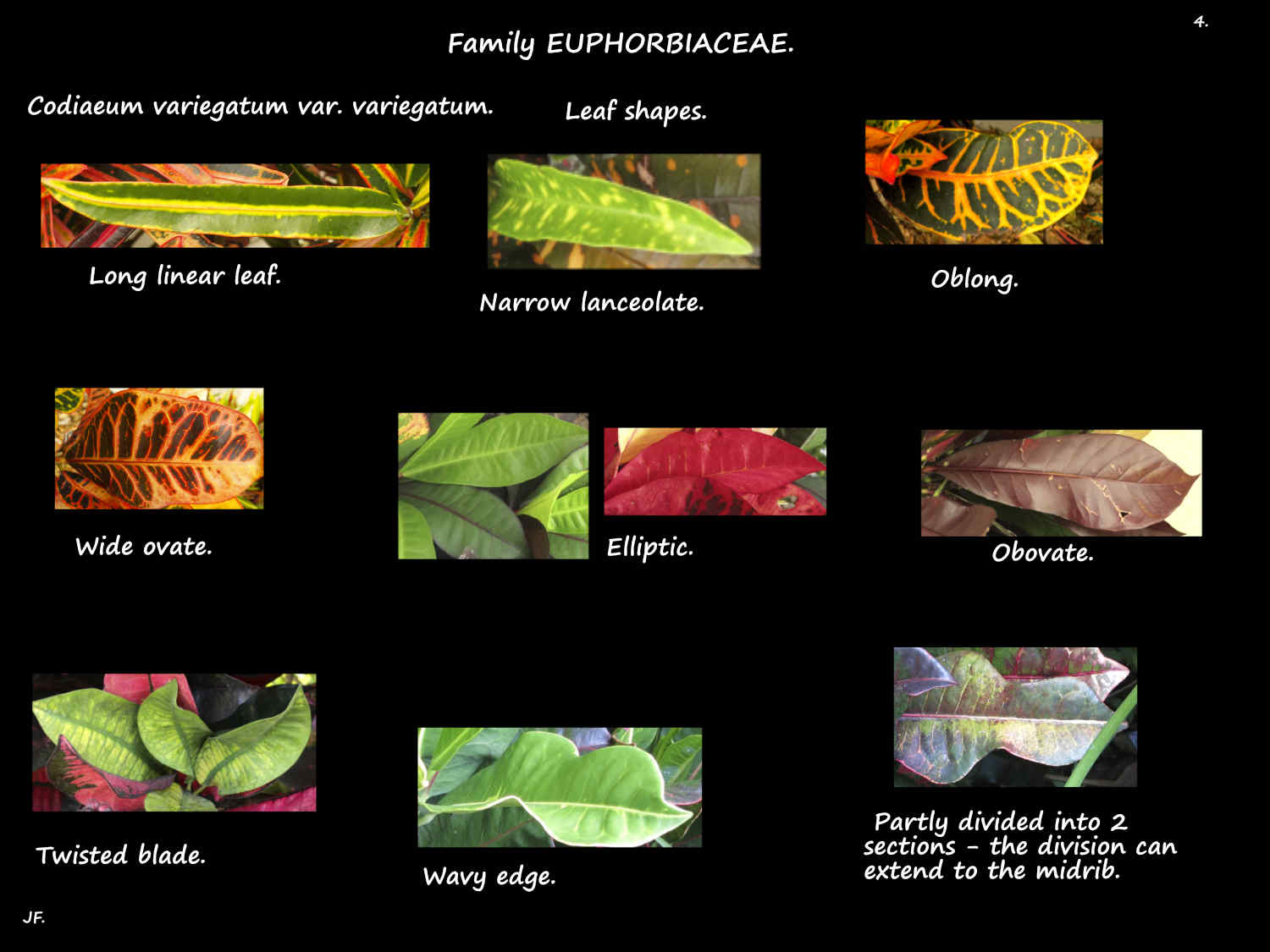4 Codiaeum variegatum leaf shapes