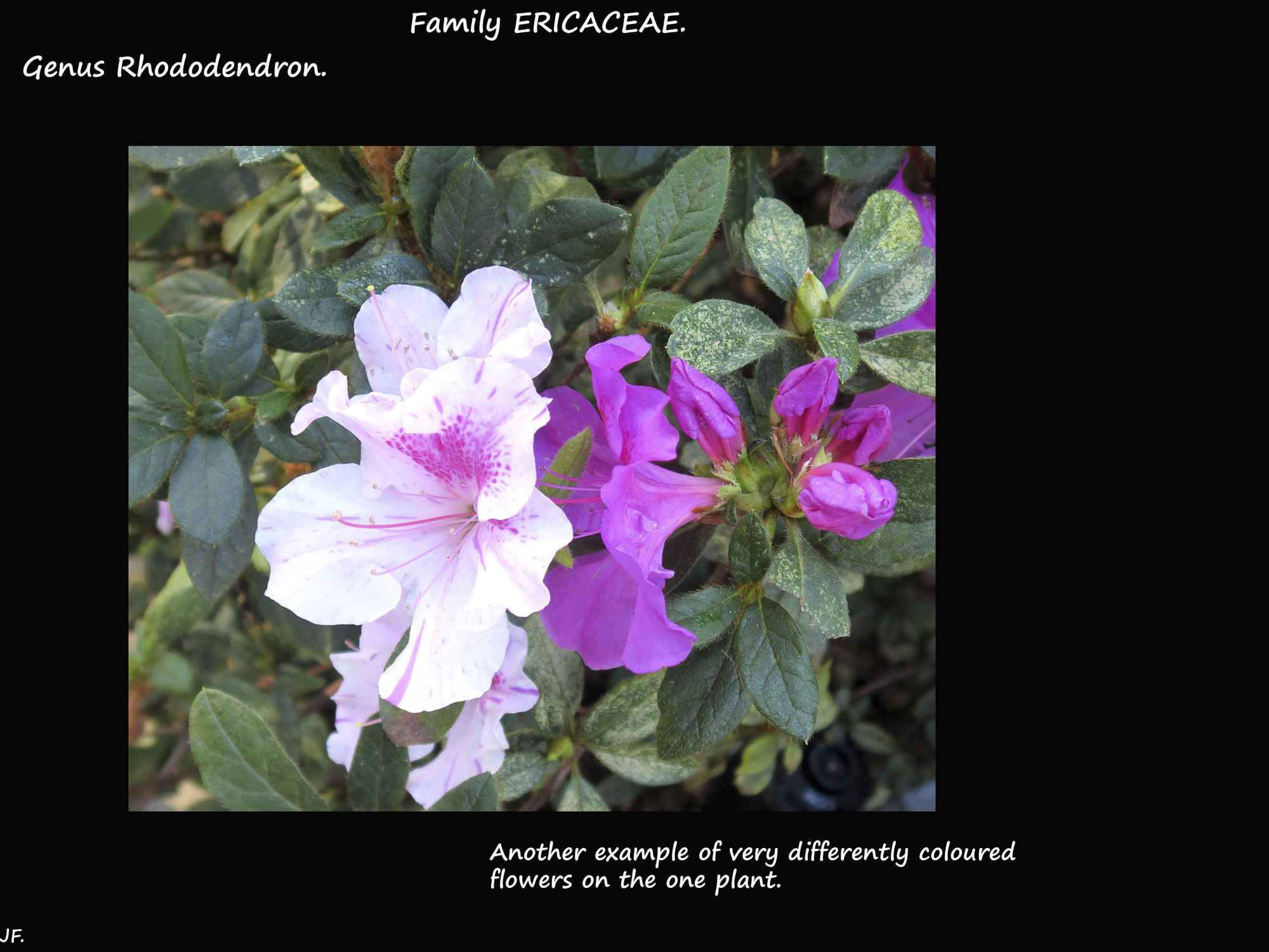 4 Colour variations on the same plant