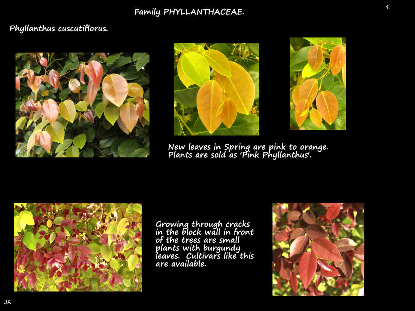 4 Coloured Phyllanthus cuscutiflorus leaves