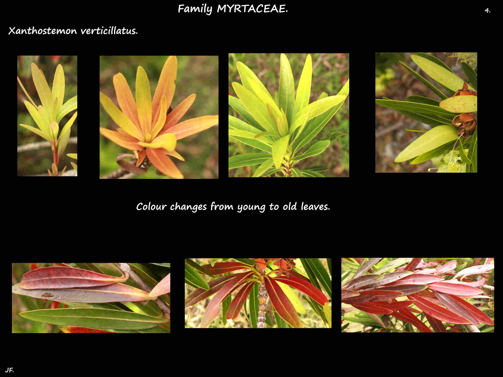4 Coloured Xanthostemon verticillatus leaves