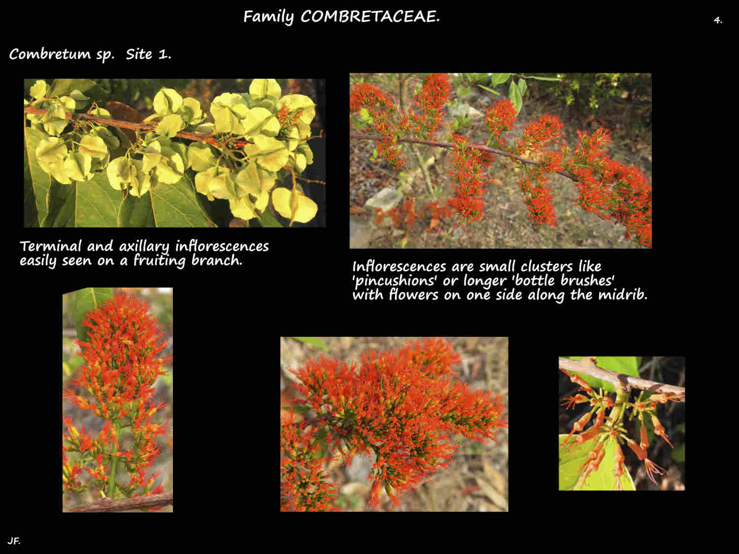4 Combretum inflorescences