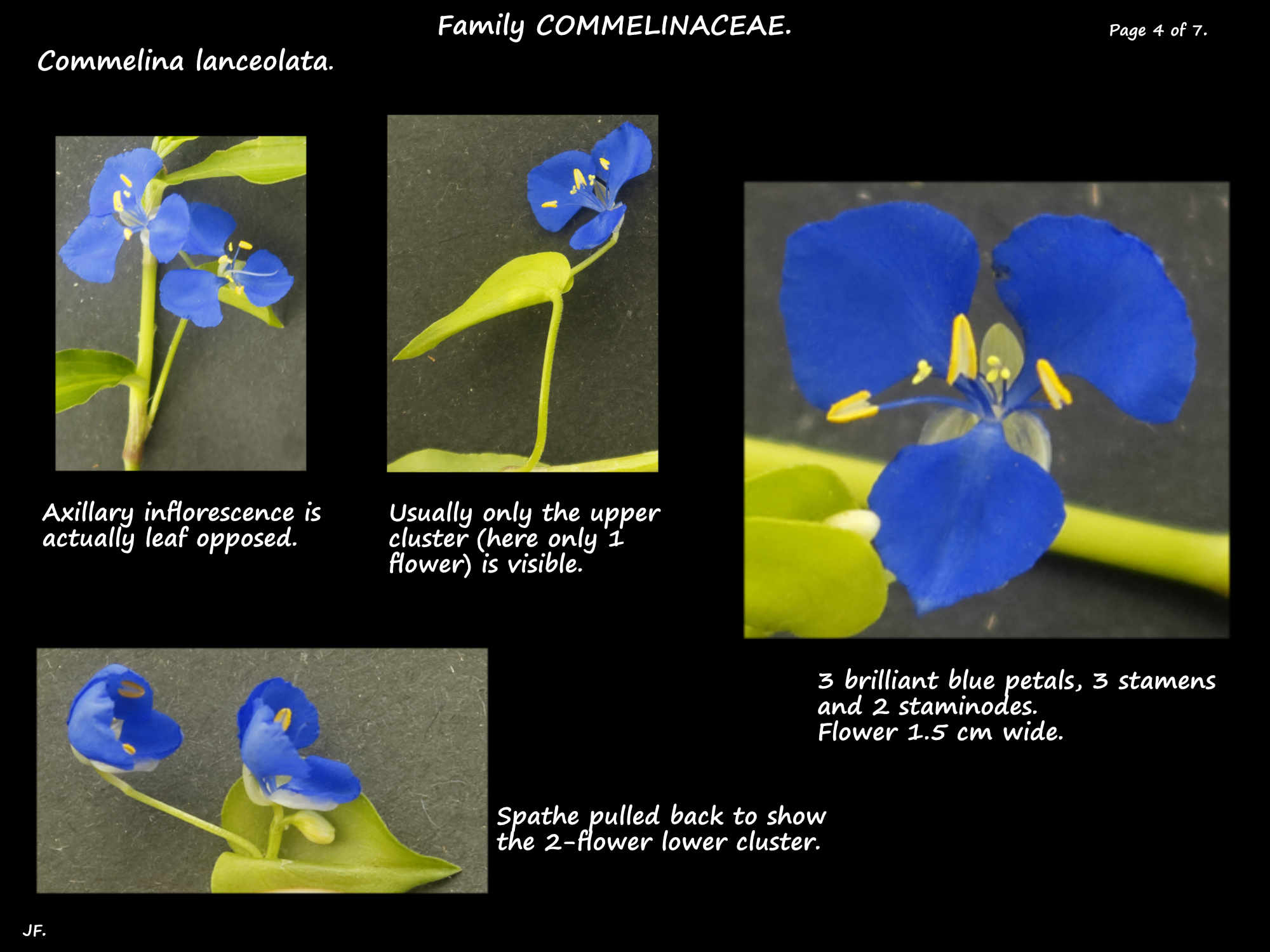 4 Commelina lanceolata inflorescence & flower