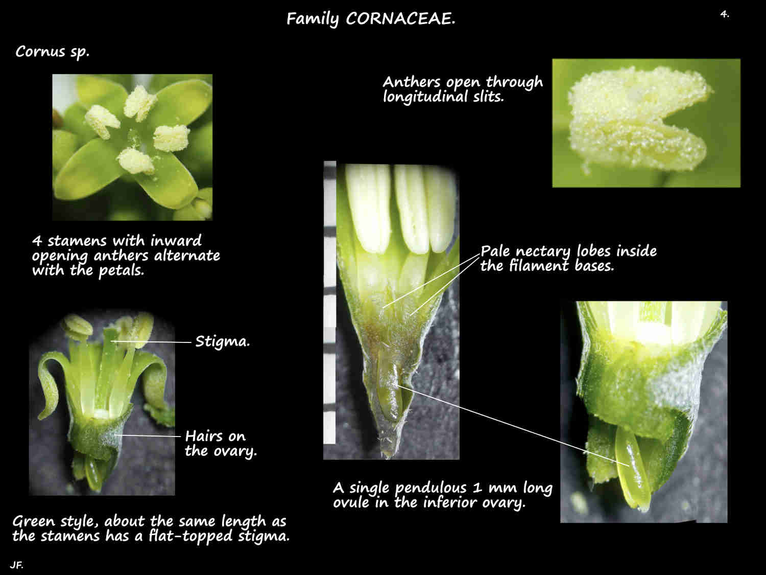 4 Cornus stamens, nectaries & ovary