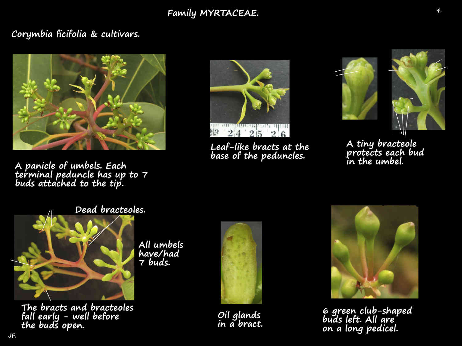 4 Corymbia ficifolia inflorescences