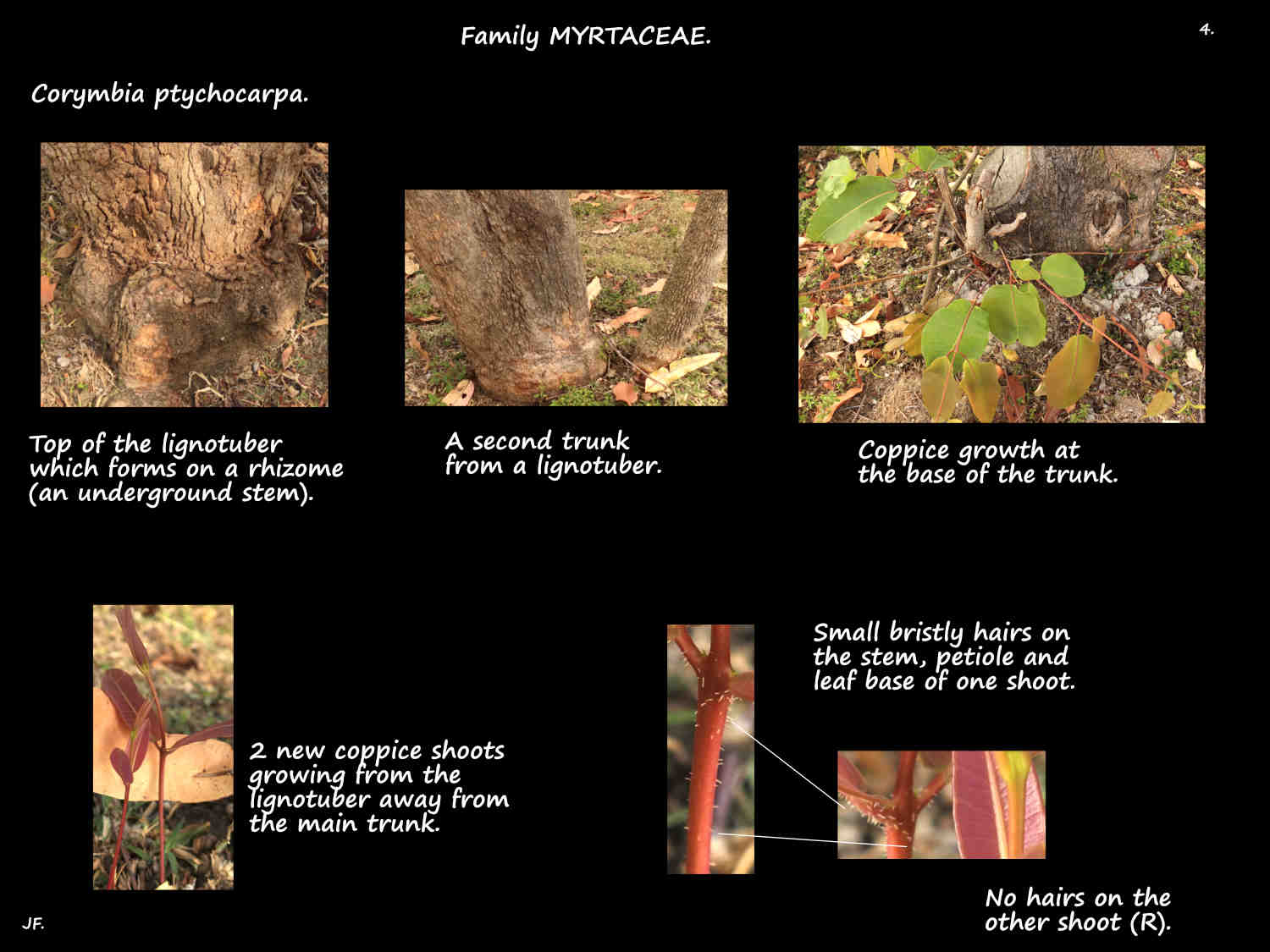 4 Corymbia ptychocarpa coppice growth