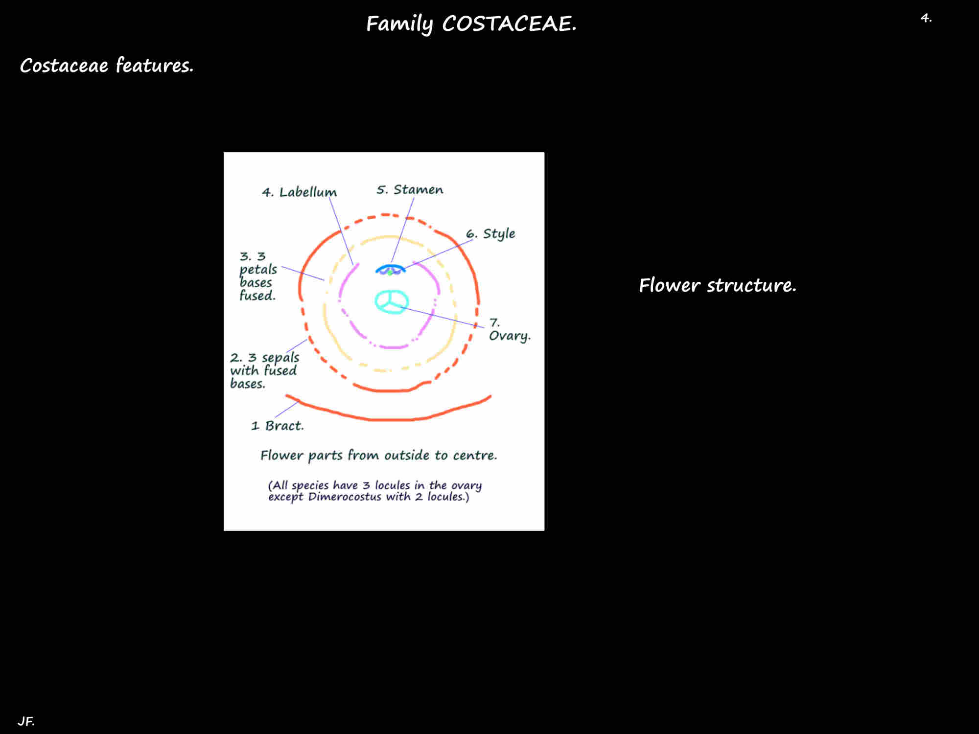 4 Costaceae flower structure