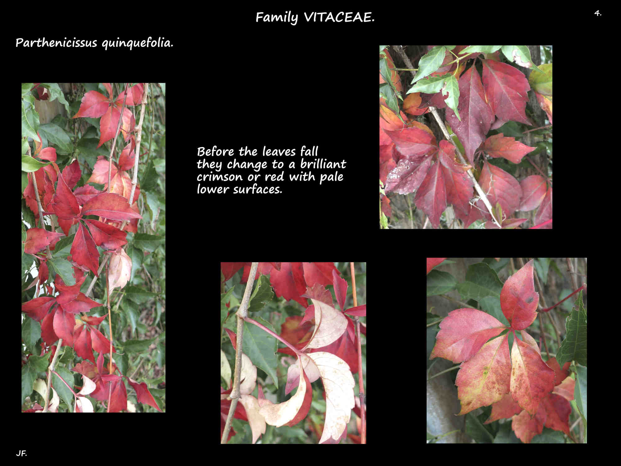 4 Crimson leaves of Virginia creeper