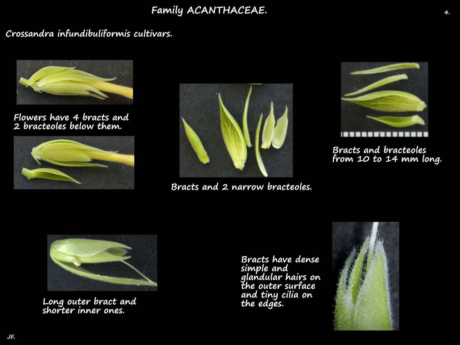 4 Crossandra bracts & bracteoles