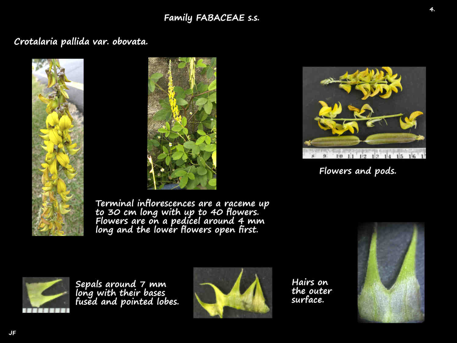 4 Crotalaria pallida inflorescences & sepals