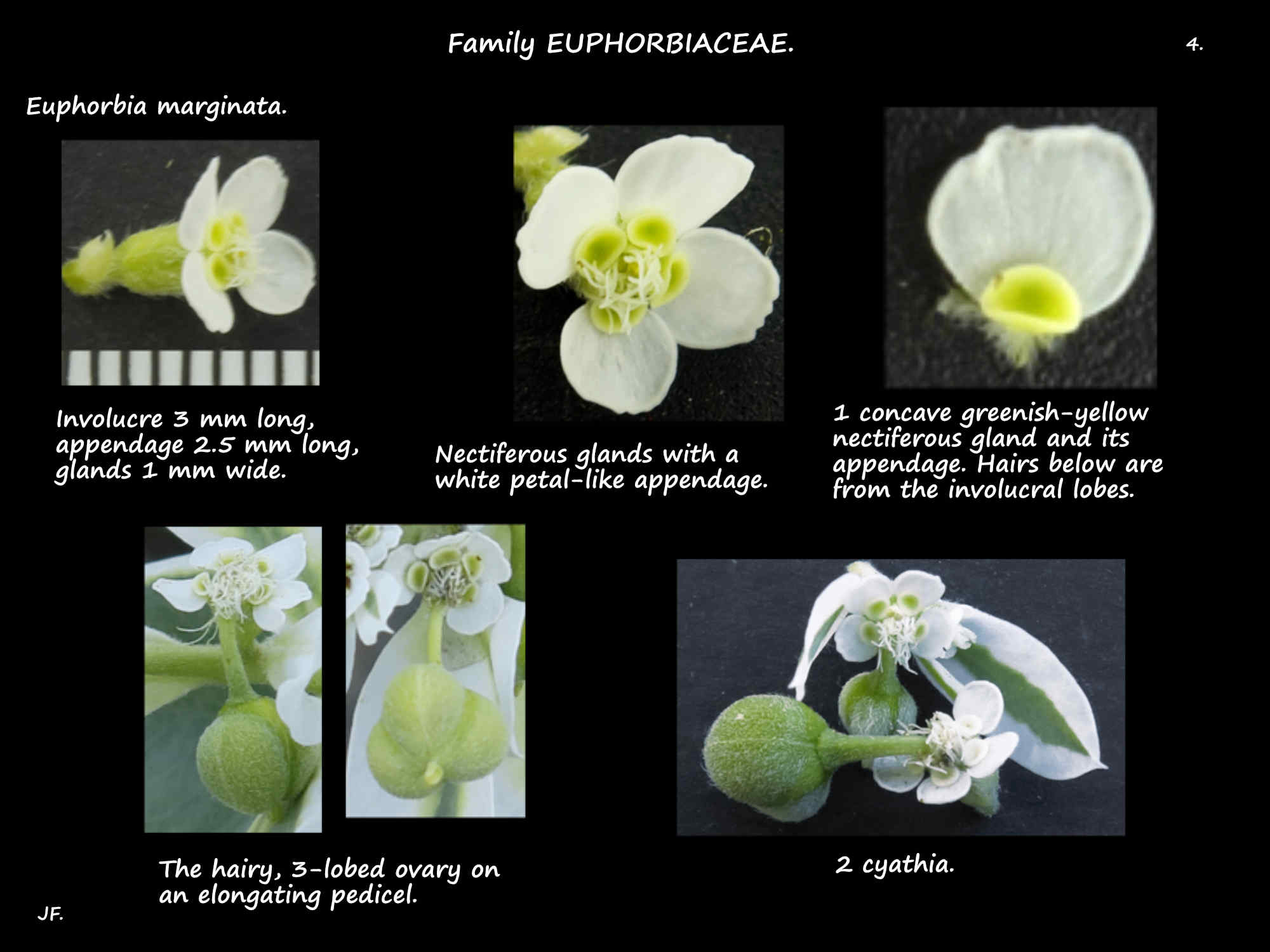 4 Cyathia, involucre & glands of Euphorbia marginata