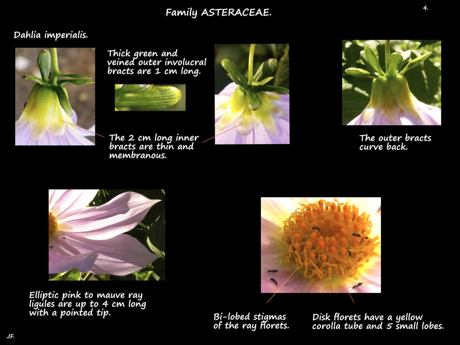 4 Dahlia imperialis involucre & florets