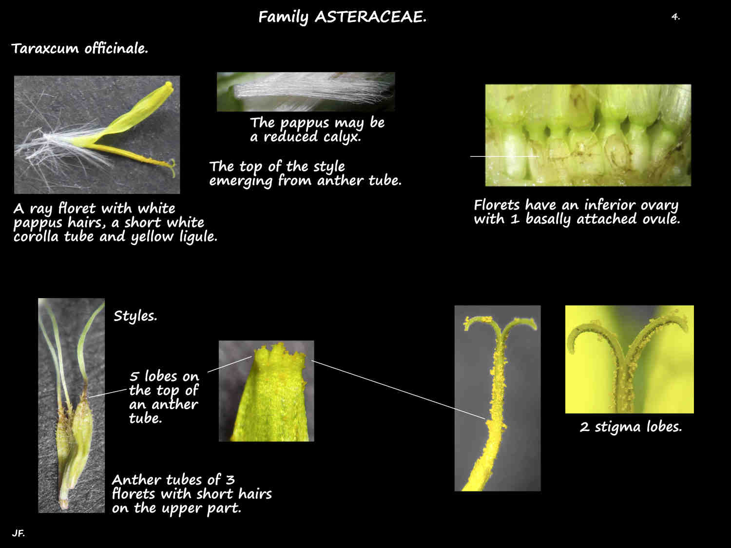 4 Dandelion floret anther tube, ovary & stigmas