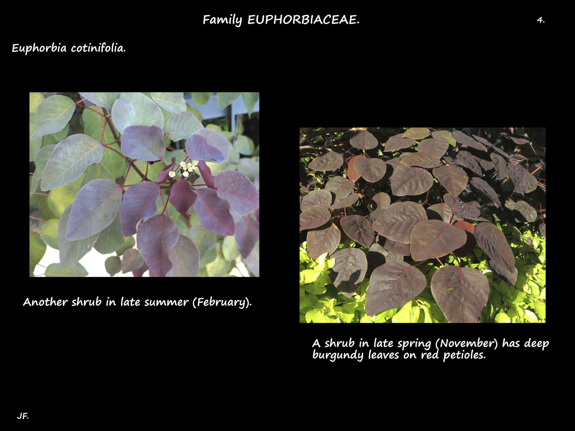 4 Dark purple leaves on a Euphorbia cotinifolia shrub