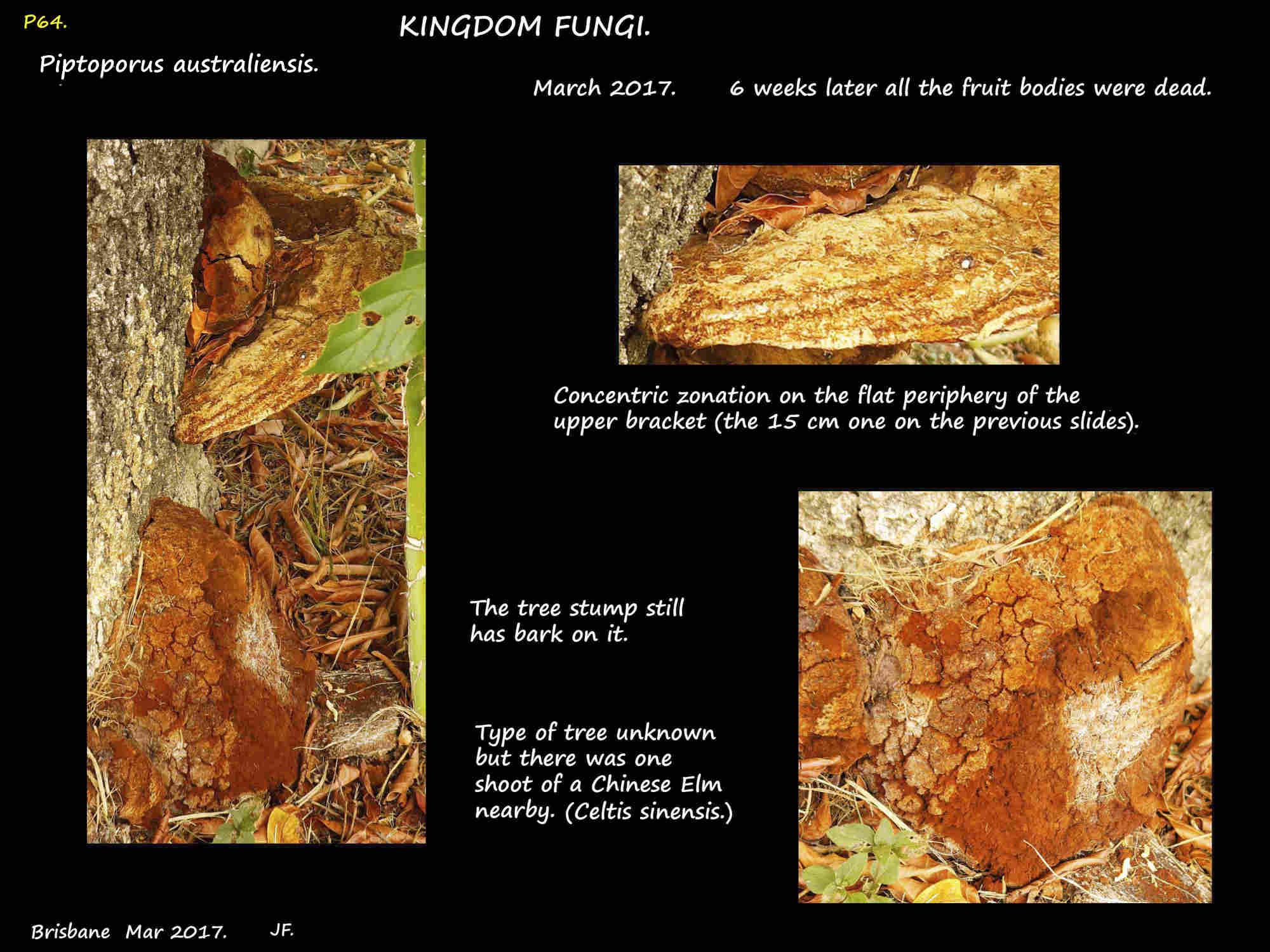 4 Dead brackets of a Piptoporus australiensis
