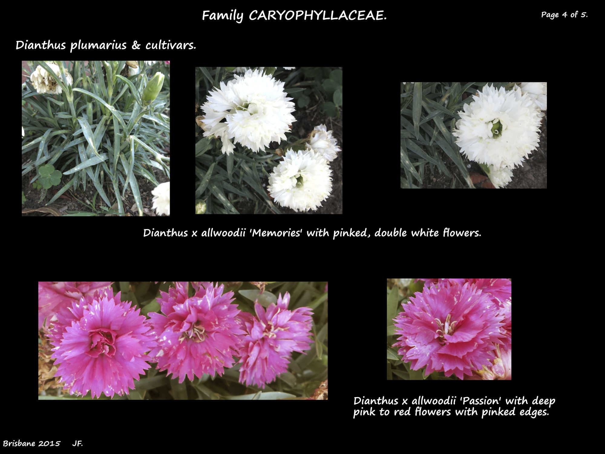 4 Dianthus cultivars 'Memories' & 'Passion'