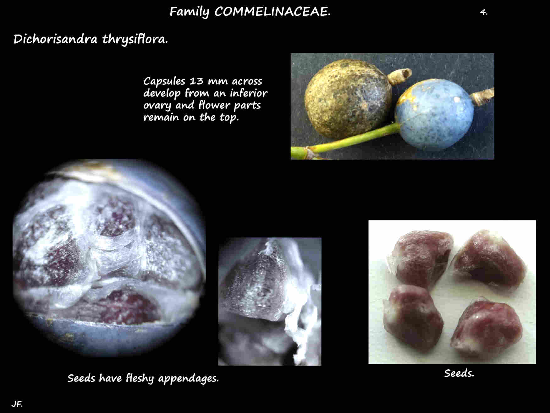 4 Dichorisandra thrysiflora blue capsules
